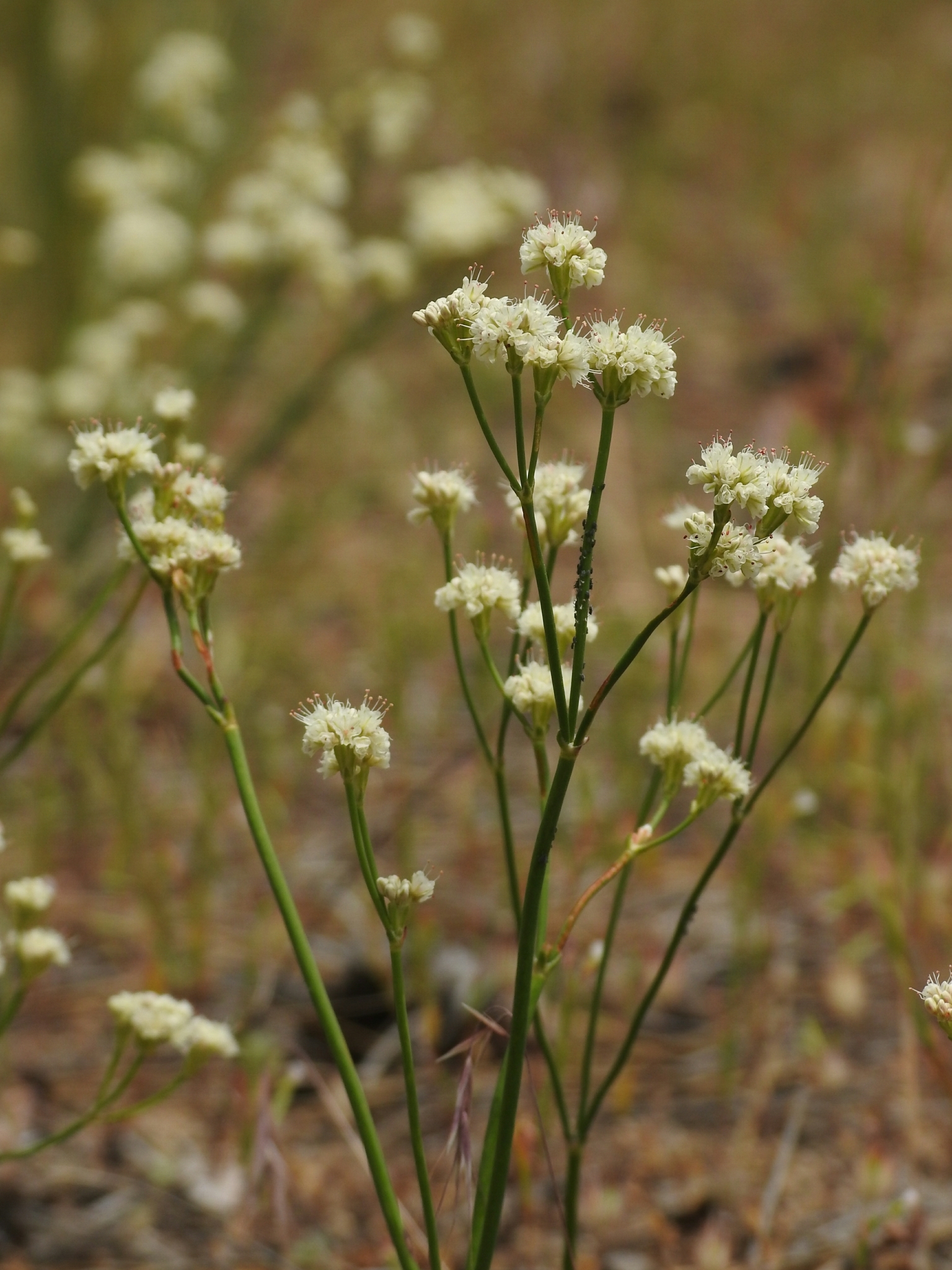 Eriogonum nudum var. nudum