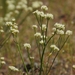 Eriogonum nudum nudum - Photo 由 David Greenberger 所上傳的 (c) David Greenberger，保留部份權利CC BY-NC-ND