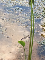 Argia fumipennis