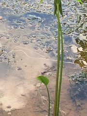 Argia fumipennis