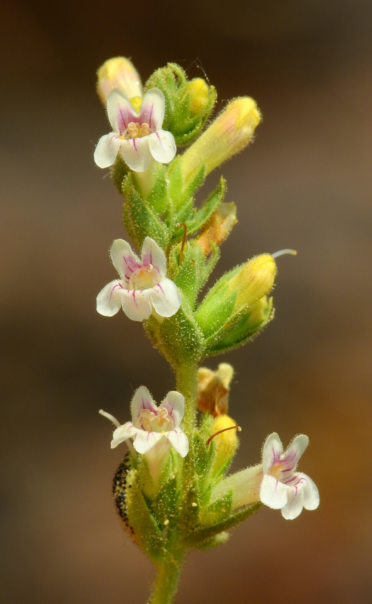 Penstemon sudans