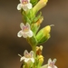 Susanville Beardtongue - Photo (c) David Greenberger, some rights reserved (CC BY-NC-ND), uploaded by David Greenberger