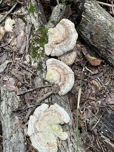 Trametes