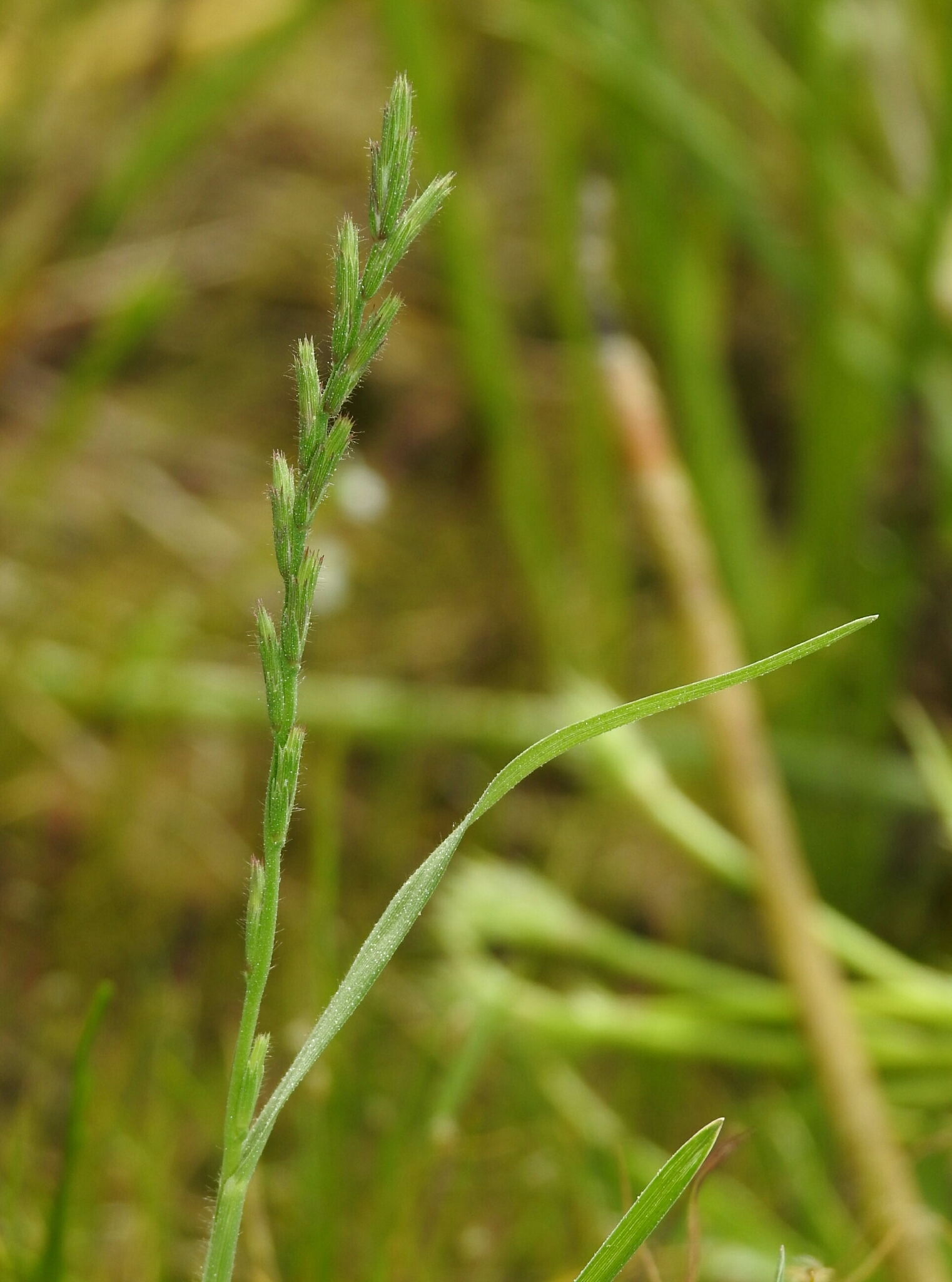 Orcuttia tenuis