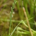 Orcuttia tenuis - Photo (c) David Greenberger, algunos derechos reservados (CC BY-NC-ND), subido por David Greenberger