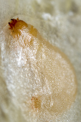 Caplothorax melanopterus