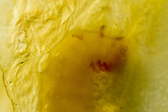 Caplothorax melanopterus