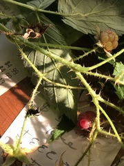 Rubus × neglectus