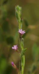 Epilobium torreyi