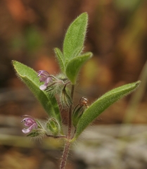 Trichostema oblongum