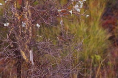 Poodytes carteri