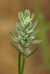 Polygonum polygaloides kelloggii