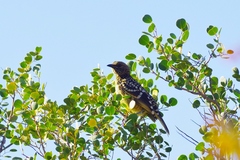 Chlamydera guttata