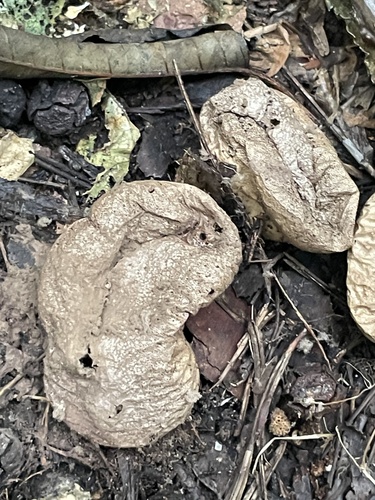 Lycoperdon