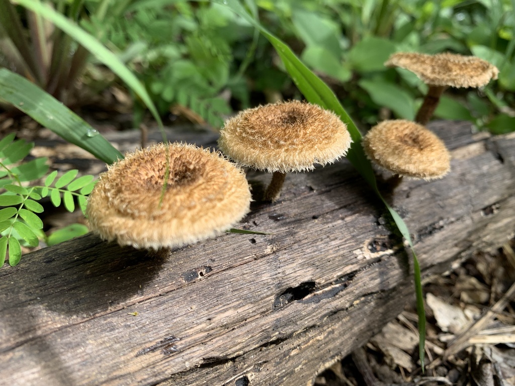 Lentinus berteroi · October 2024 · photo: © gabrieljovencio (iNaturalist, cc-by)
