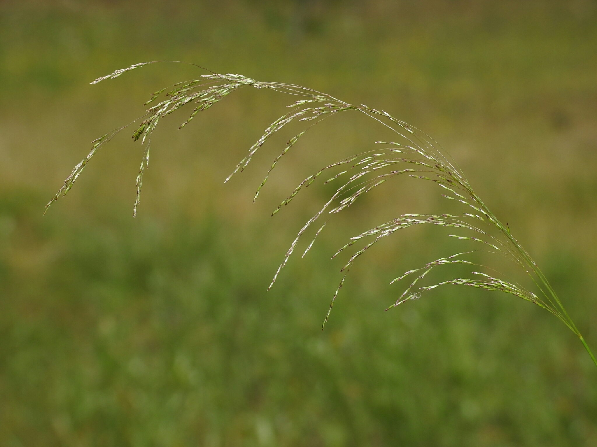 Deschampsia cespitosa ssp. cespitosa
