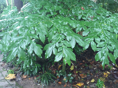 Amorphophallus