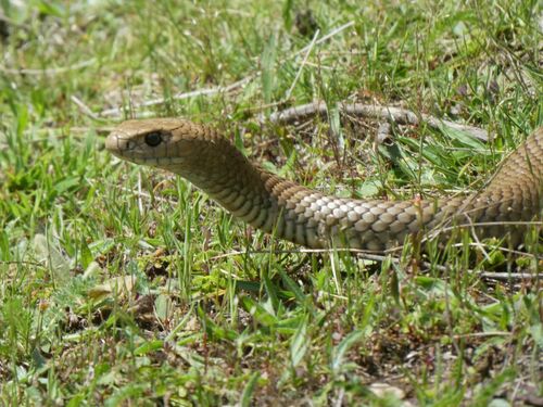 Eastern Brown Snake sighting