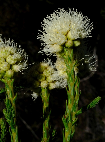 Hex Spikekol (Brunia powrieae)