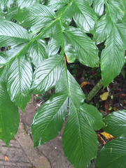 Amorphophallus