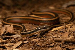 Maki's Keelback photo 2