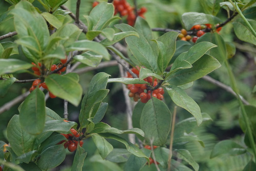 Coprosma waimeae observed 2024-10-08