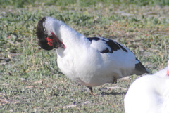Cairina moschata domestica