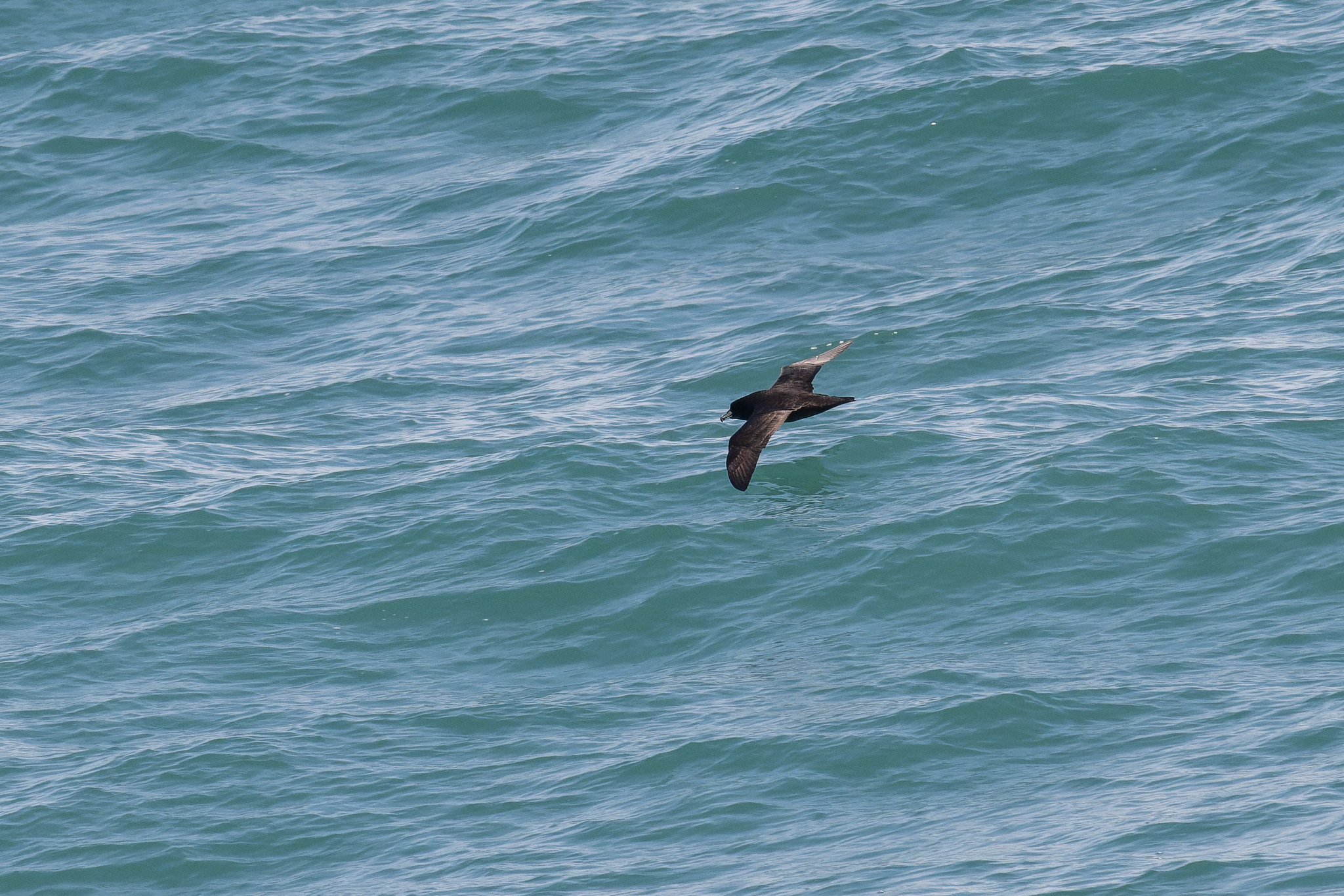 Westland Petrel illustration