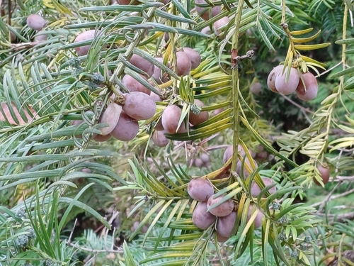 Cephalotaxus harringtonia iNat (2)