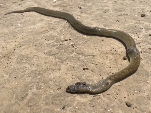 Boaedon montanus