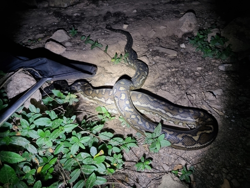 Coastal Carpet Python sighting