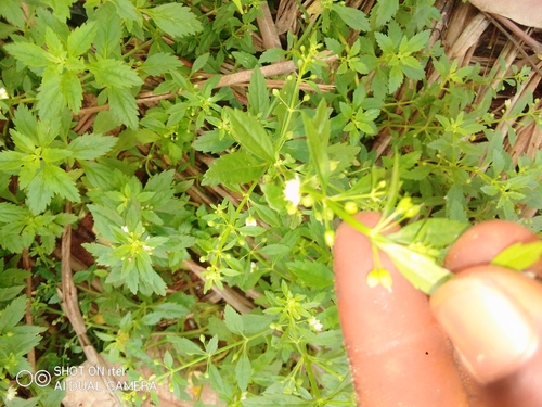 Licorice Weed