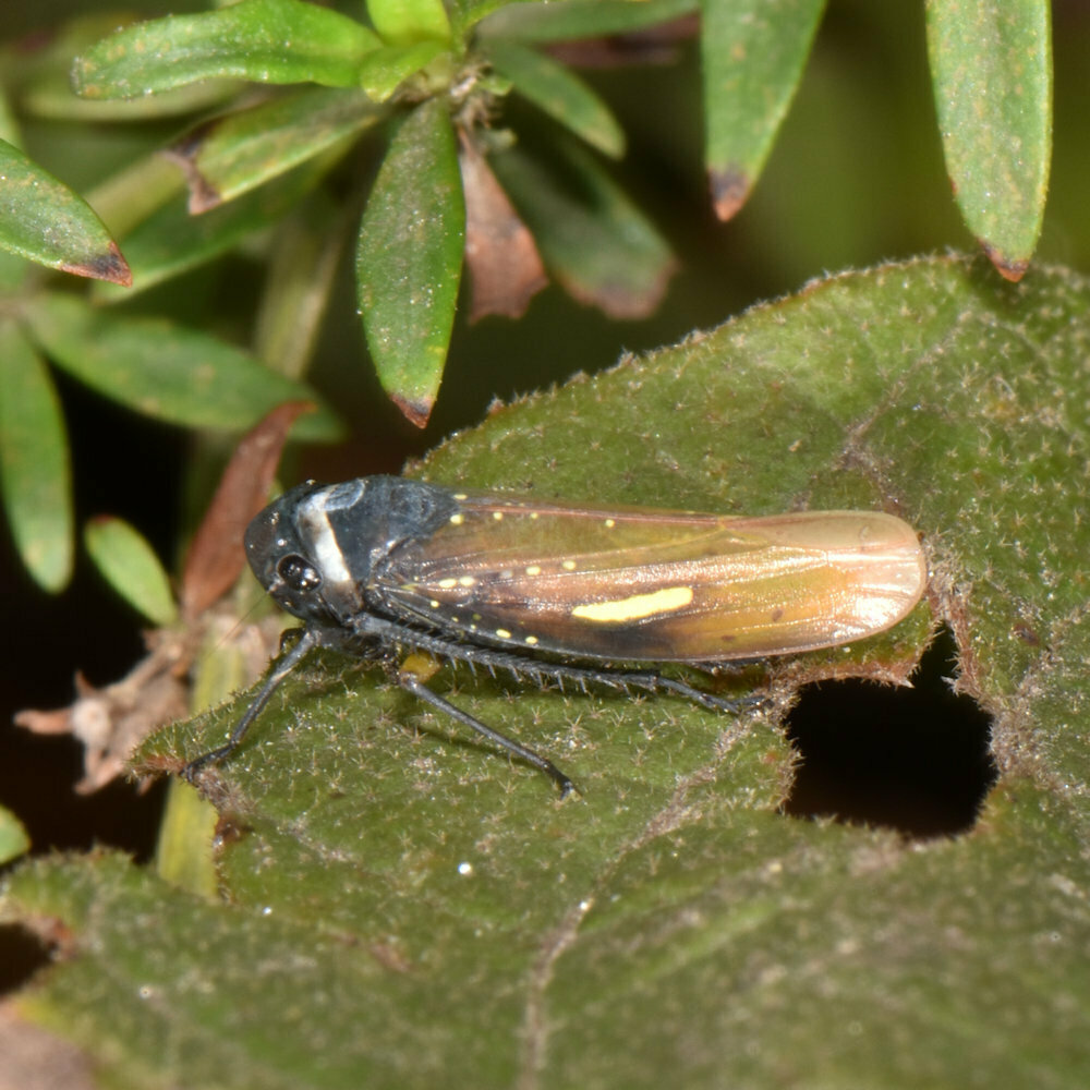 Scoposcartula tobiasi