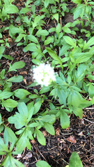 Valeriana californica