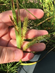 Carex schweinitzii