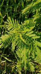 Desmanthus illinoensis