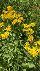 Senecio triangularis