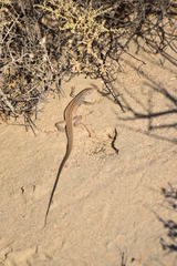 Aspidoscelis tigris tigris