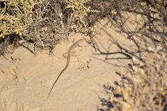 Aspidoscelis tigris tigris