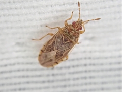 Chilacis typhae