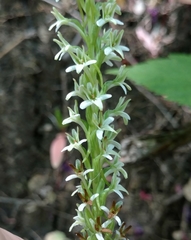 Platanthera elegans elegans