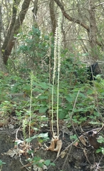 Platanthera elegans elegans