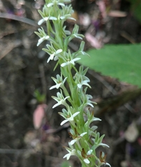 Platanthera elegans elegans