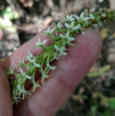 Platanthera elegans elegans
