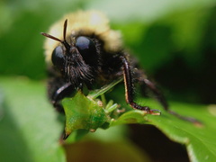 Laphria thoracica