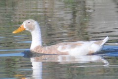 Anas platyrhynchos domesticus