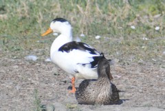 Anas platyrhynchos domesticus