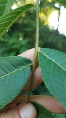 Juglans nigra