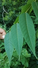Juglans nigra
