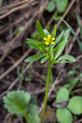 Ranunculus inamoenus